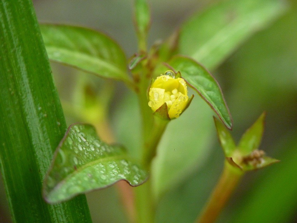 200元买了个二手FZ35，感觉还不错。还有漂亮妹纸