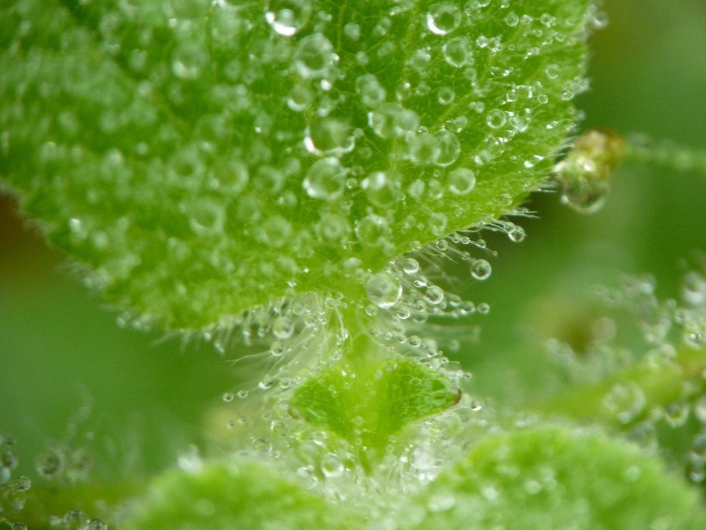 200元买了个二手FZ35，感觉还不错。还有漂亮妹纸