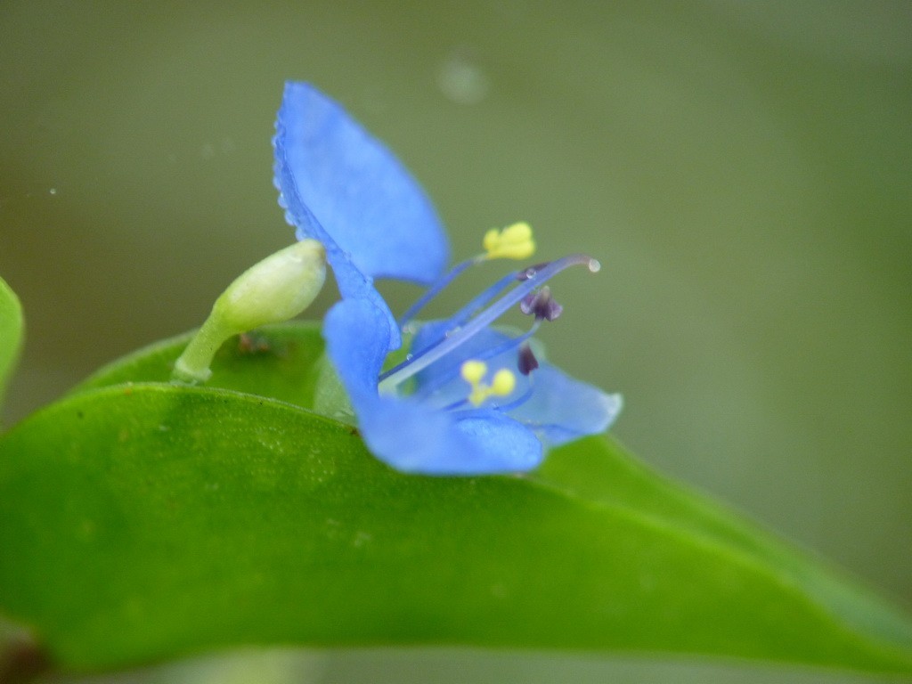 200元买了个二手FZ35，感觉还不错。还有漂亮妹纸