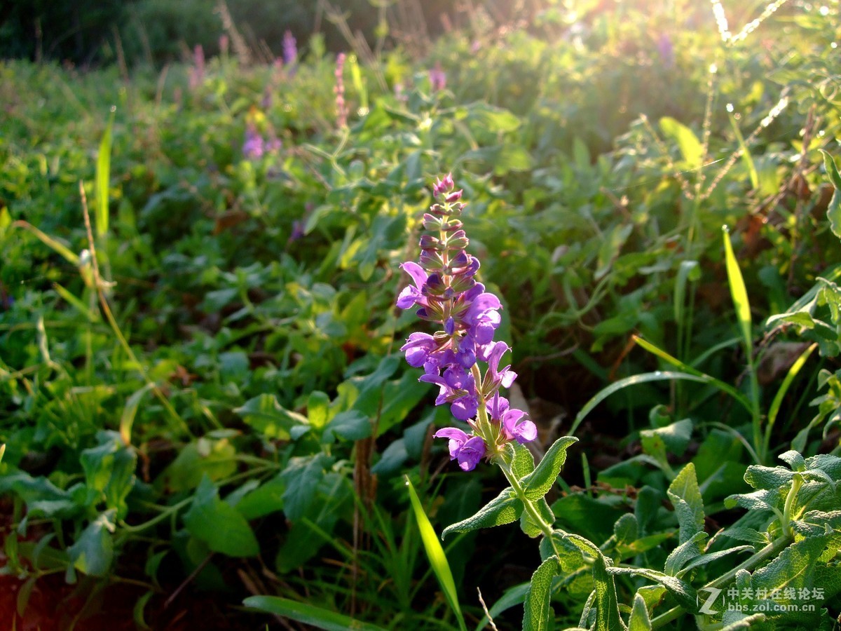 《拍花是个好主意》