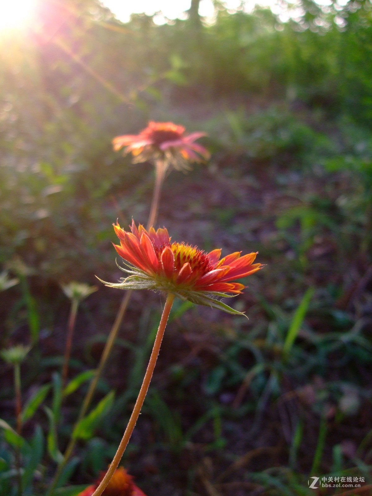《拍花是个好主意》