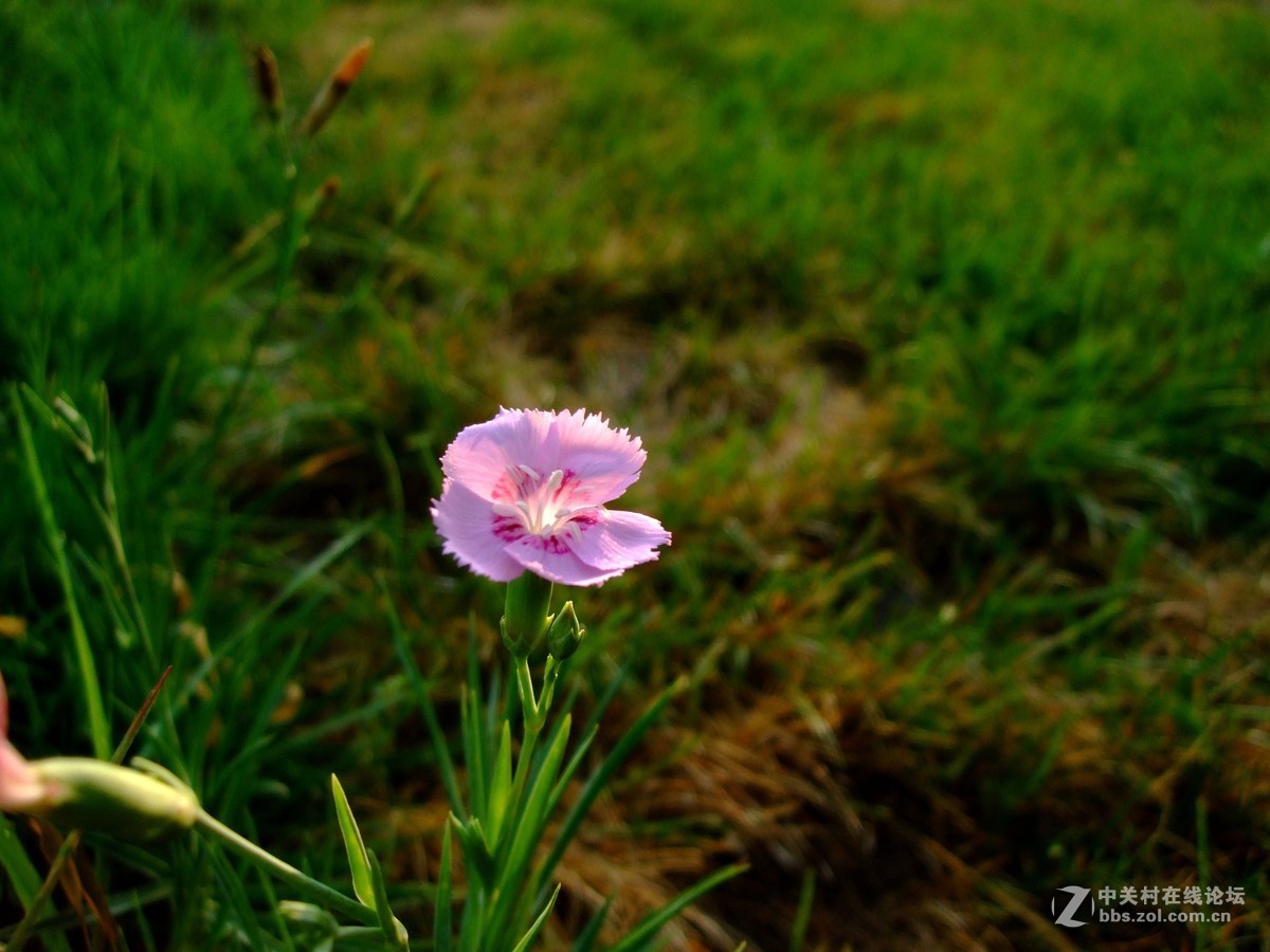 《拍花是个好主意》