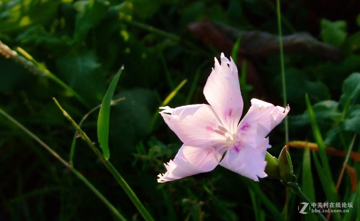 《拍花是个好主意》