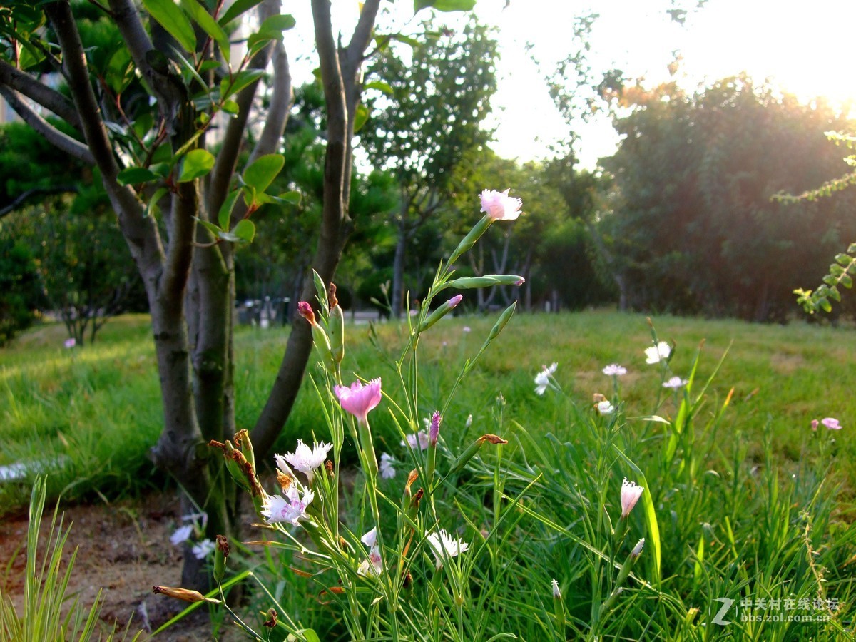 《拍花是个好主意》