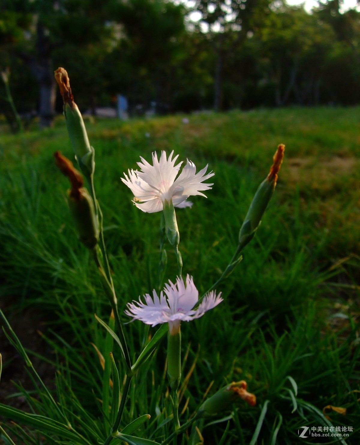 《拍花是个好主意》
