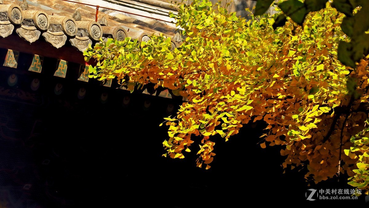 秋色北京------ 红  螺  寺