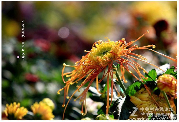 我花开后更无花