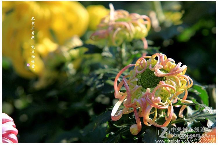 我花开后更无花