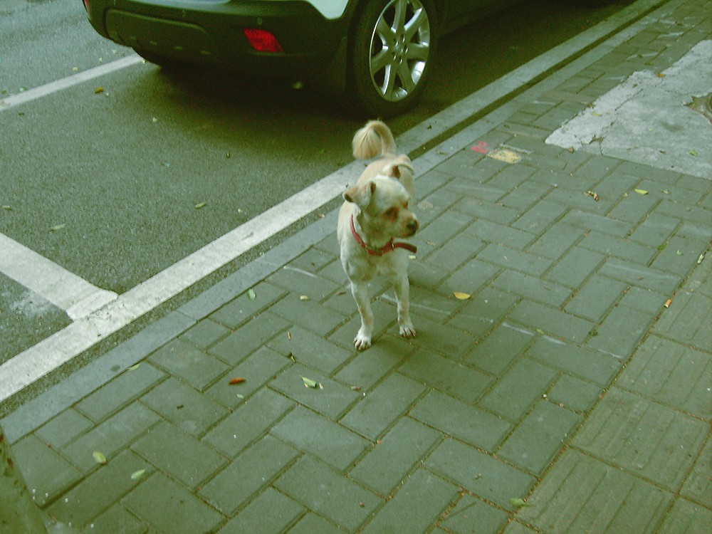 禄来，拍的是情怀。dp8300