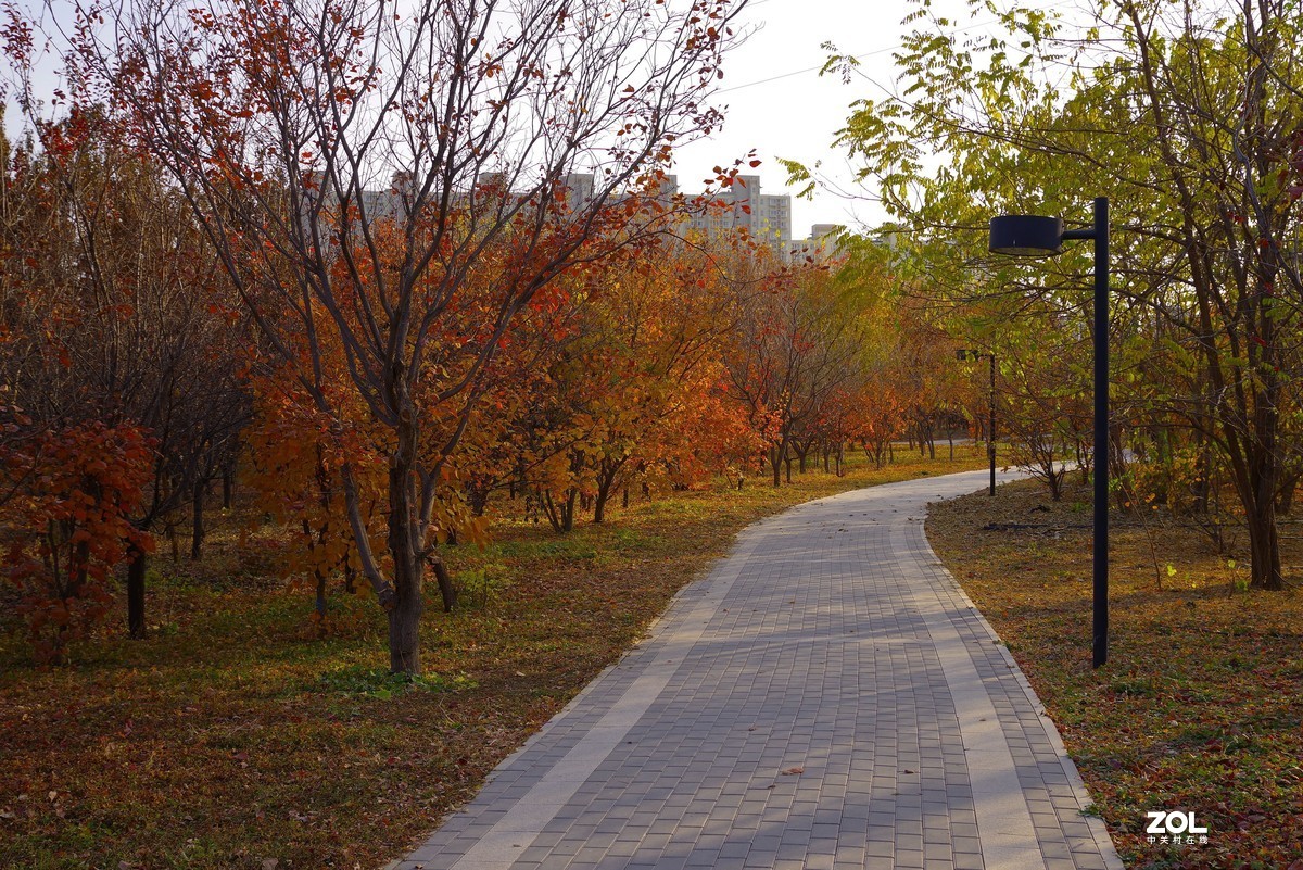 2020 —— 落叶知秋迎冬来