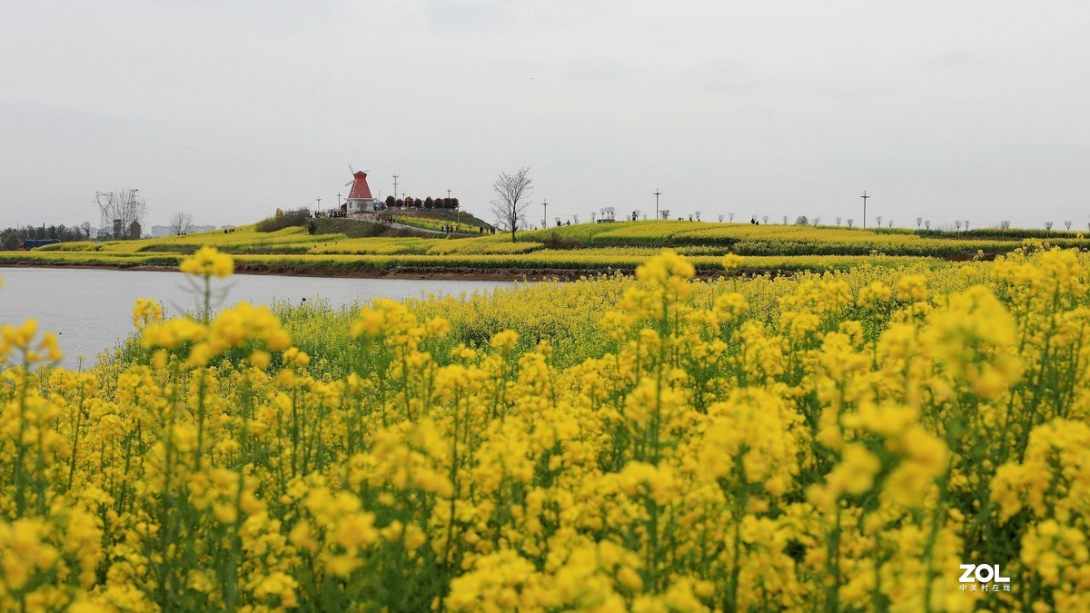 汉中皇塘油菜花香