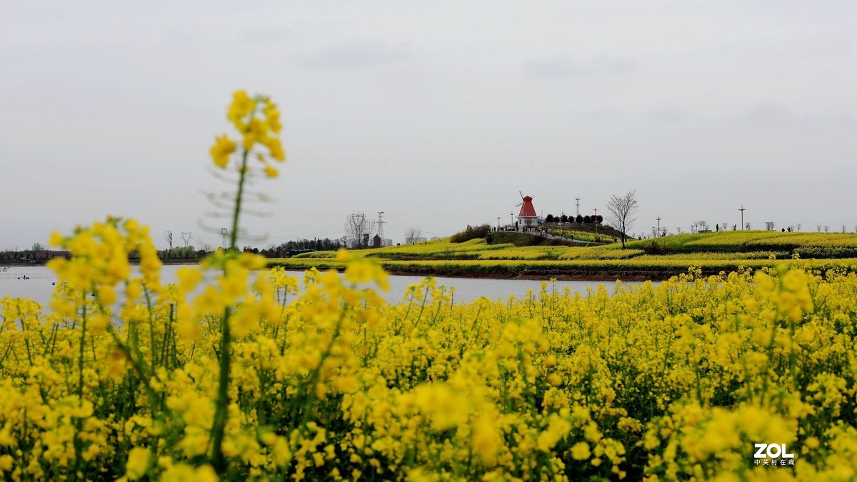 汉中皇塘油菜花香