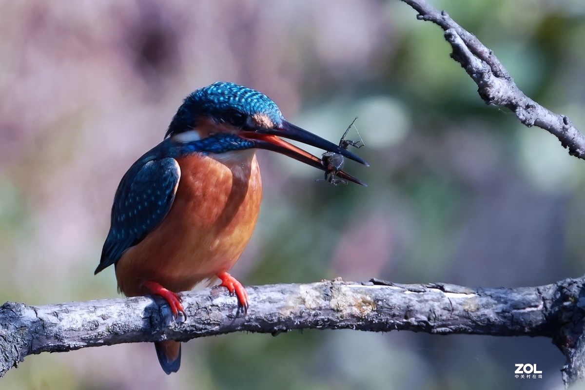 小翠鸟也吃甲壳虫