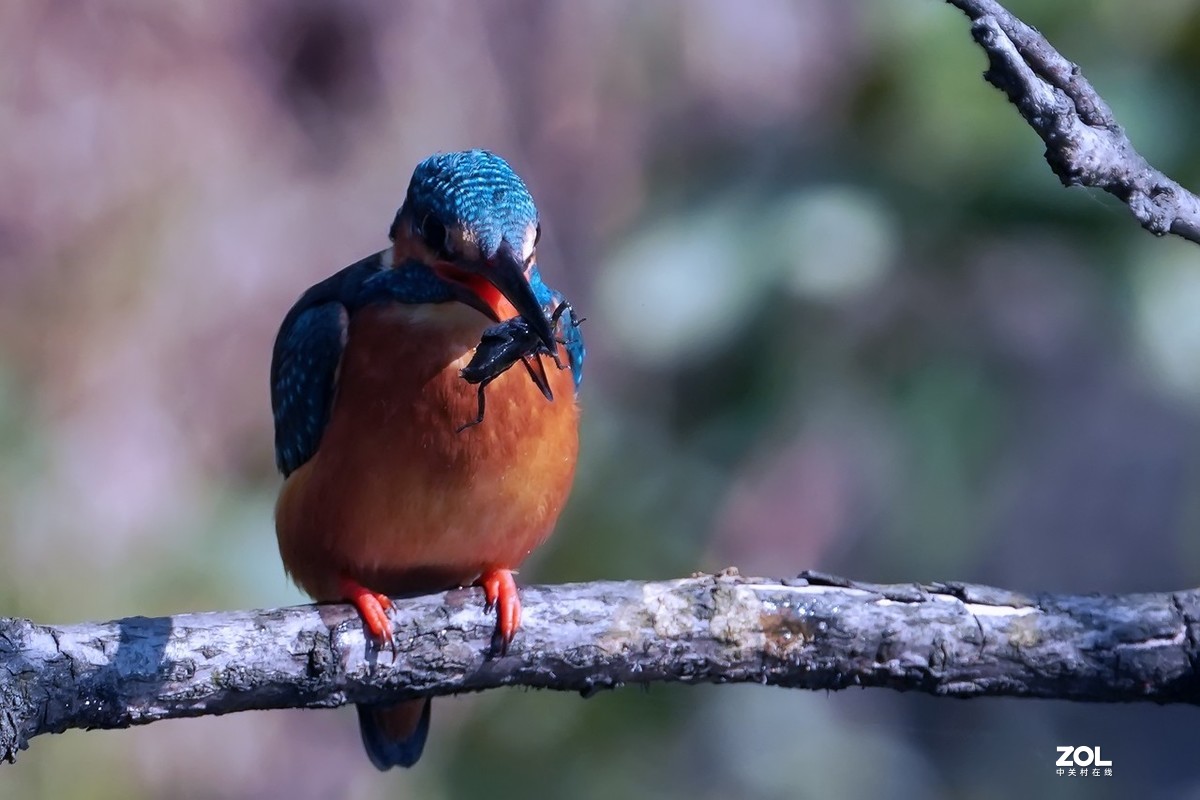 小翠鸟也吃甲壳虫