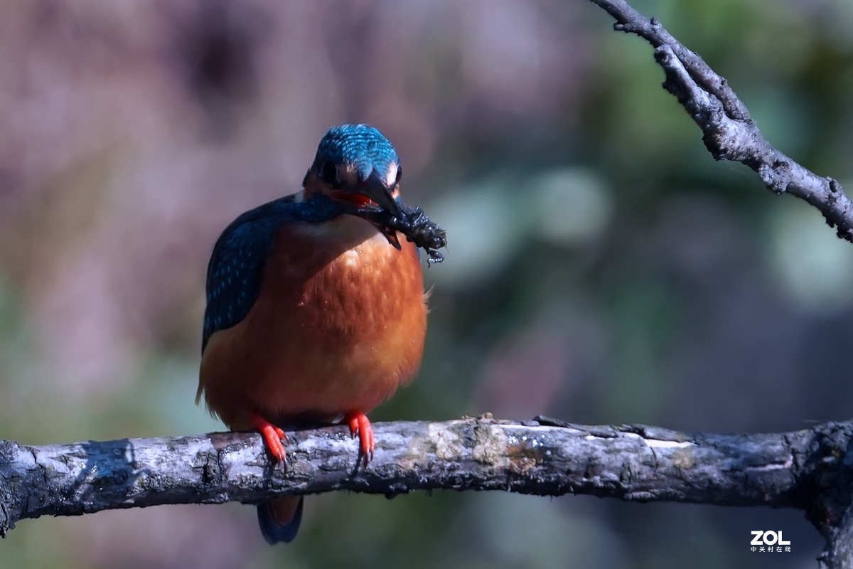 小翠鸟也吃甲壳虫
