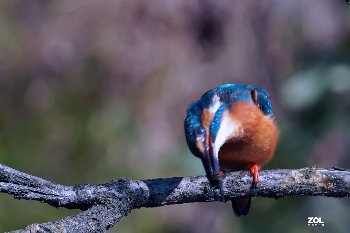 小翠鸟也吃甲壳虫