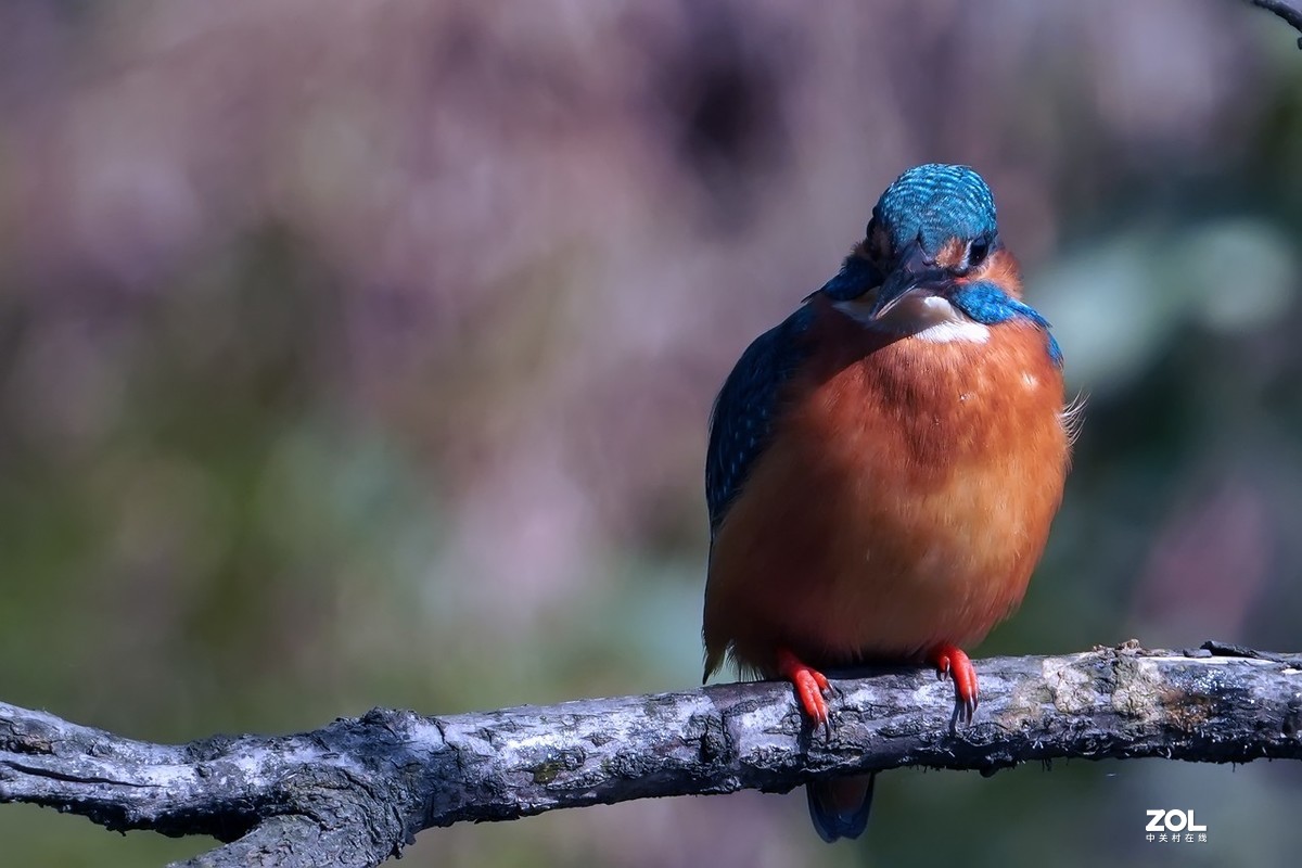 小翠鸟也吃甲壳虫