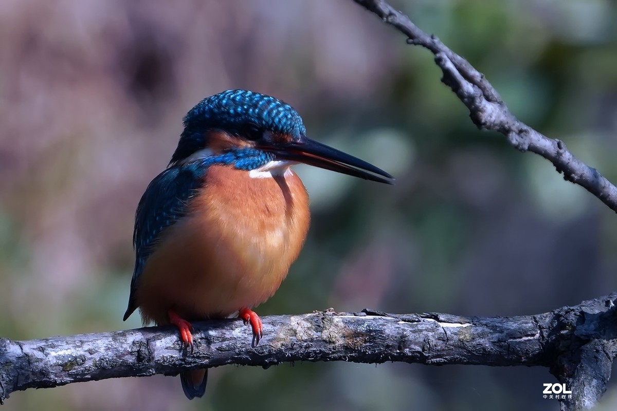小翠鸟也吃甲壳虫