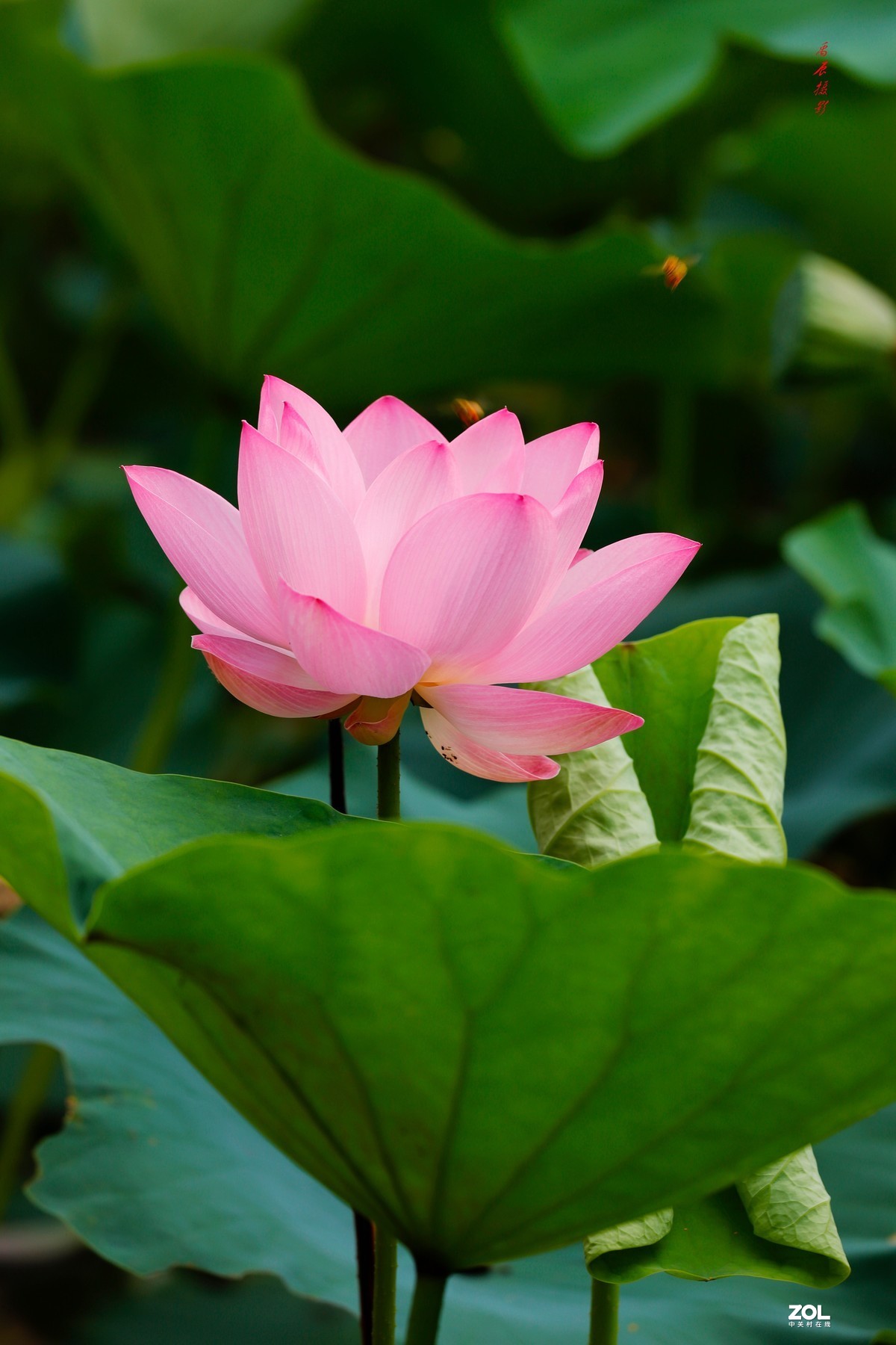 荷花之美荷花之醉