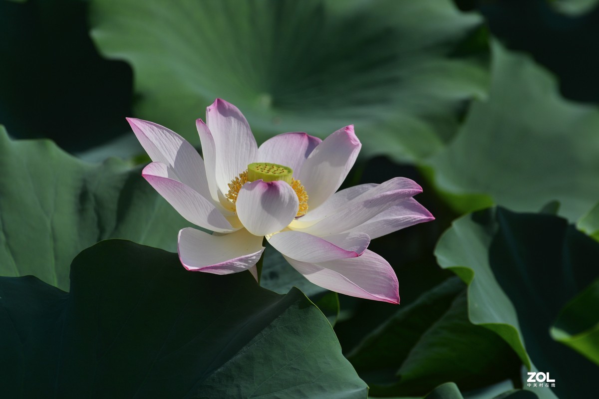 艳艳荷花    与君分享