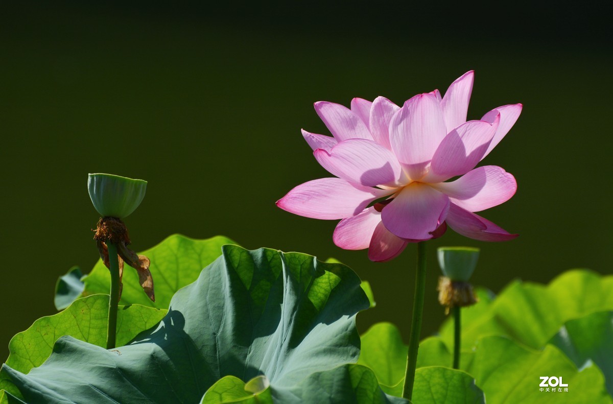 艳艳荷花    与君分享