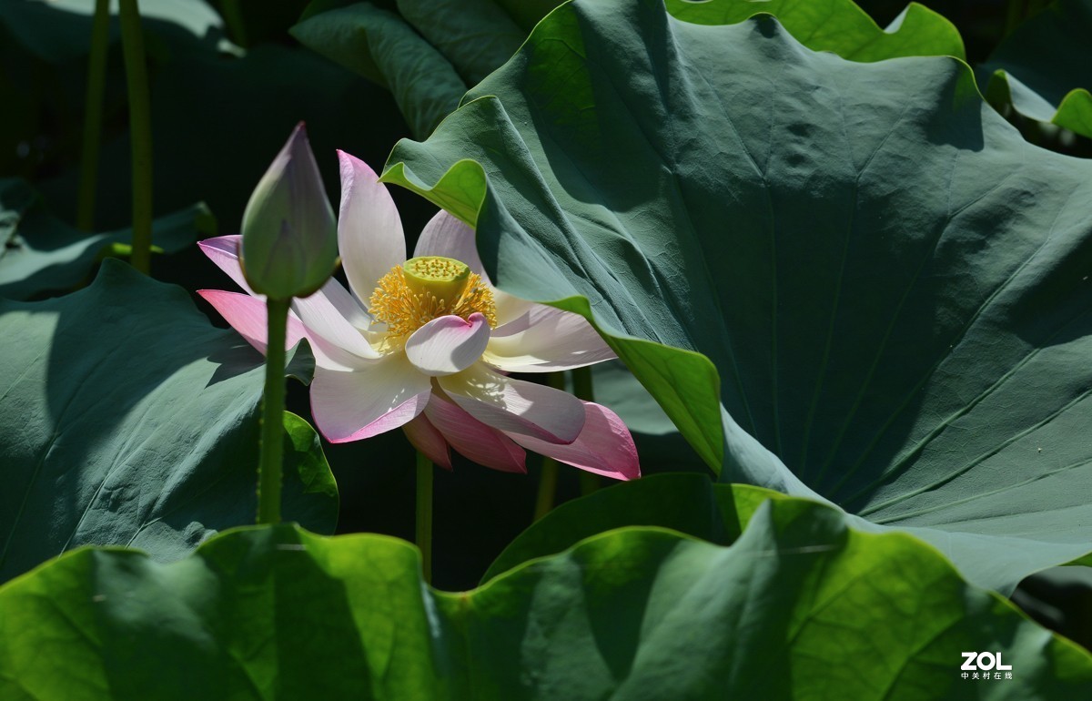 艳艳荷花    与君分享