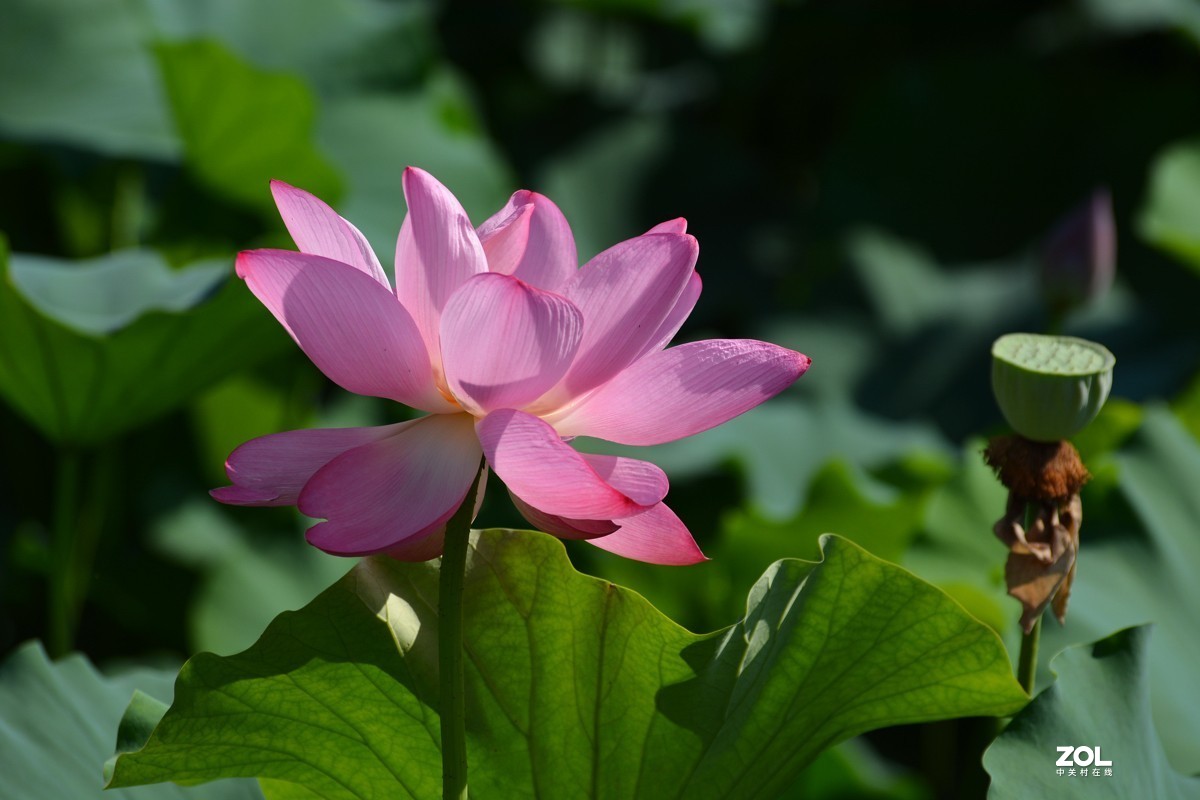 艳艳荷花    与君分享