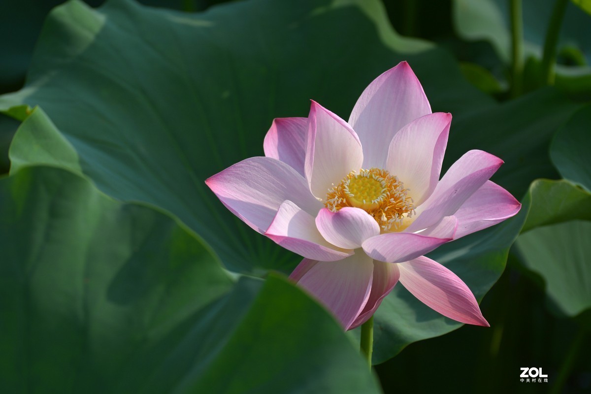艳艳荷花    与君分享