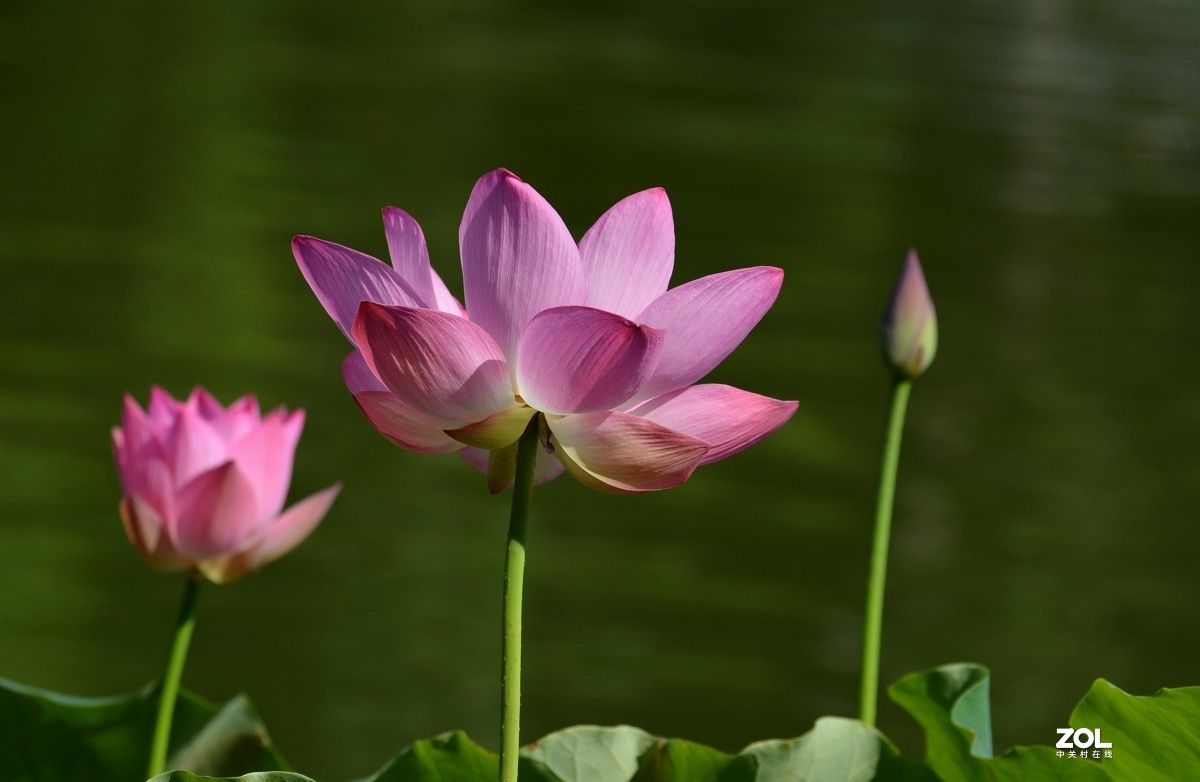 艳艳荷花    与君分享
