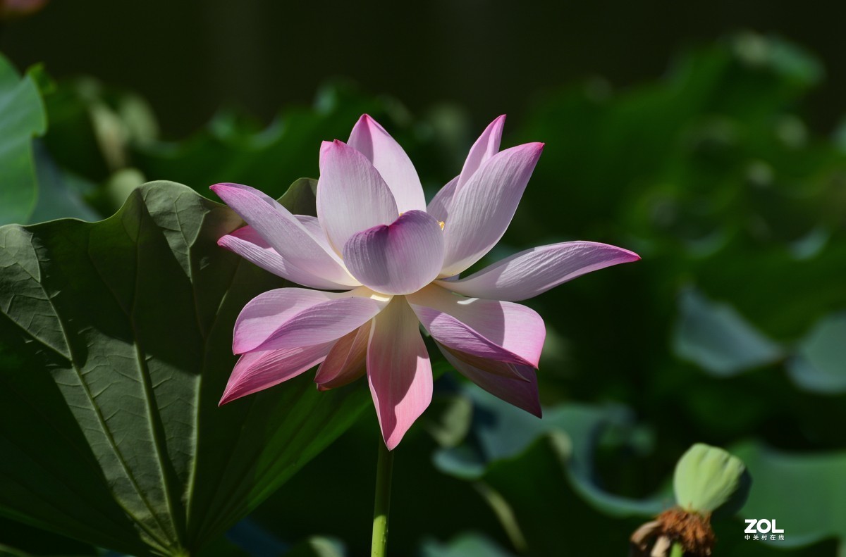 艳艳荷花    与君分享