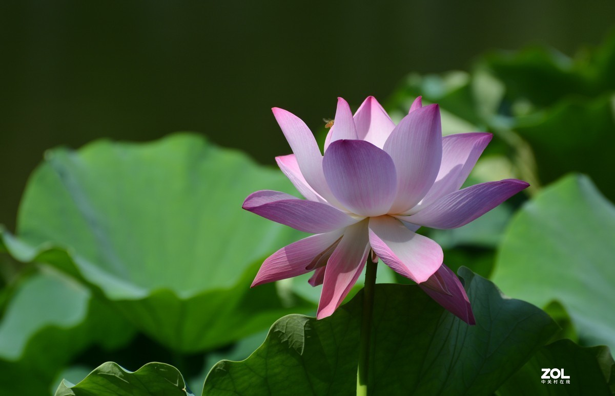 艳艳荷花    与君分享