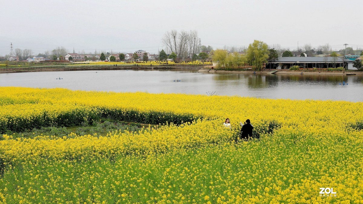 汉中皇塘油菜花香