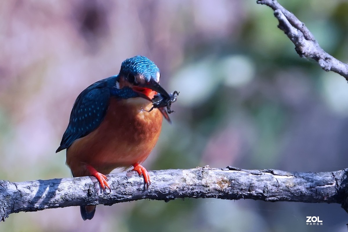 小翠鸟也吃甲壳虫