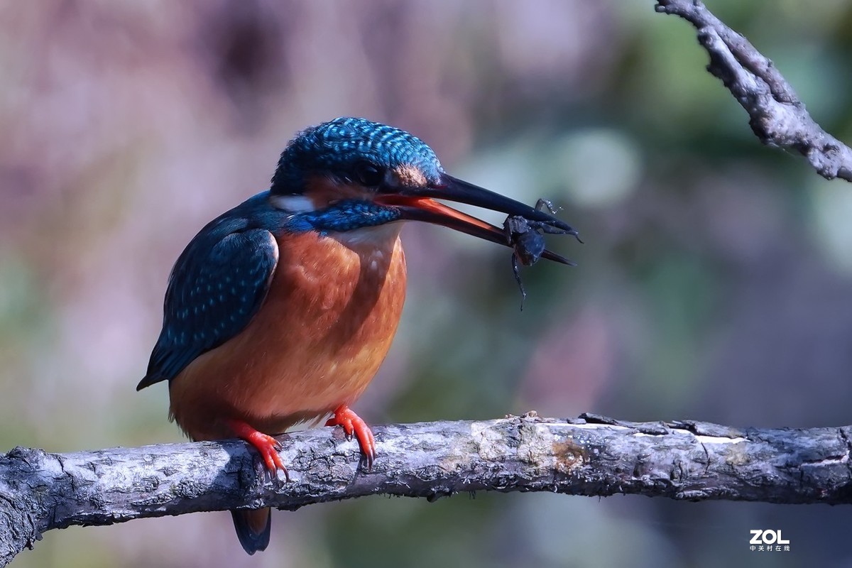 小翠鸟也吃甲壳虫