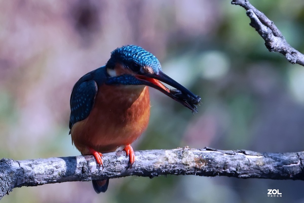 小翠鸟也吃甲壳虫