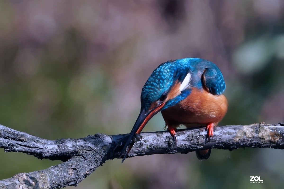 小翠鸟也吃甲壳虫