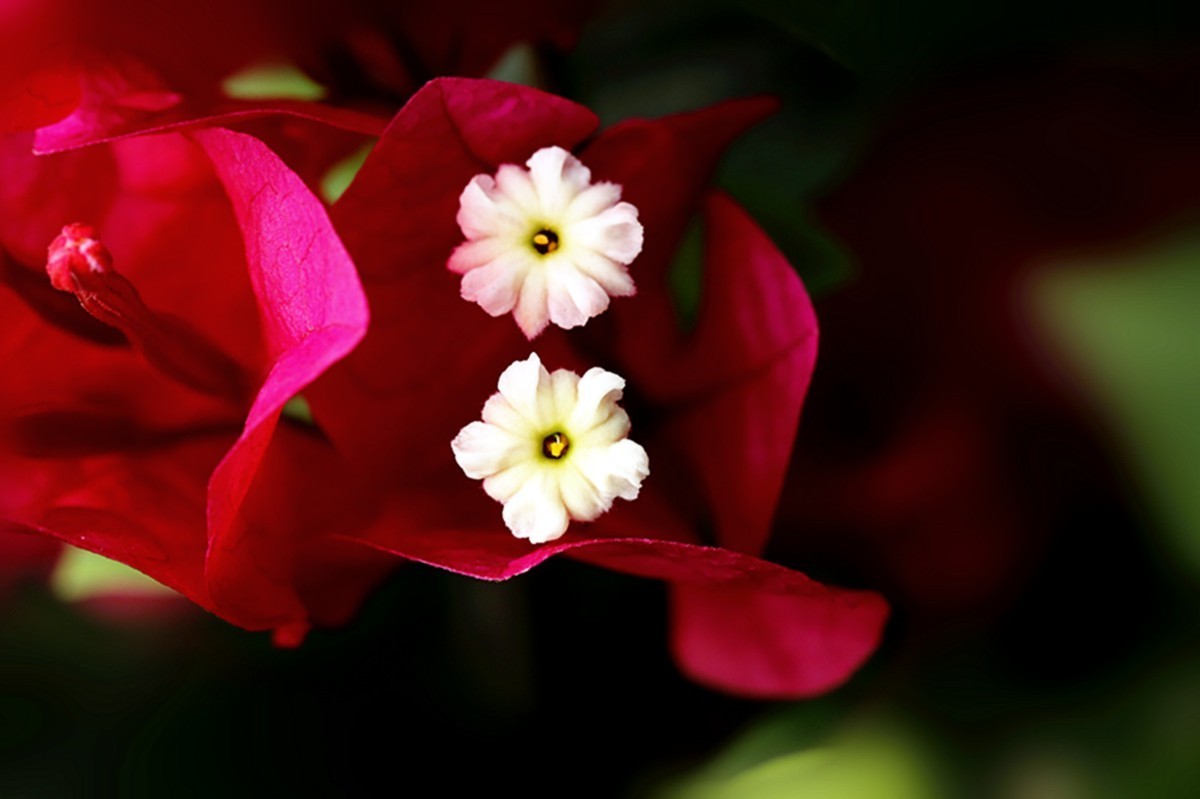 七月红梅花盛开