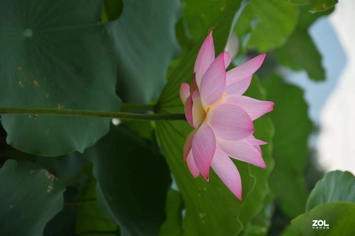 6月广东清远飞来湖荷花