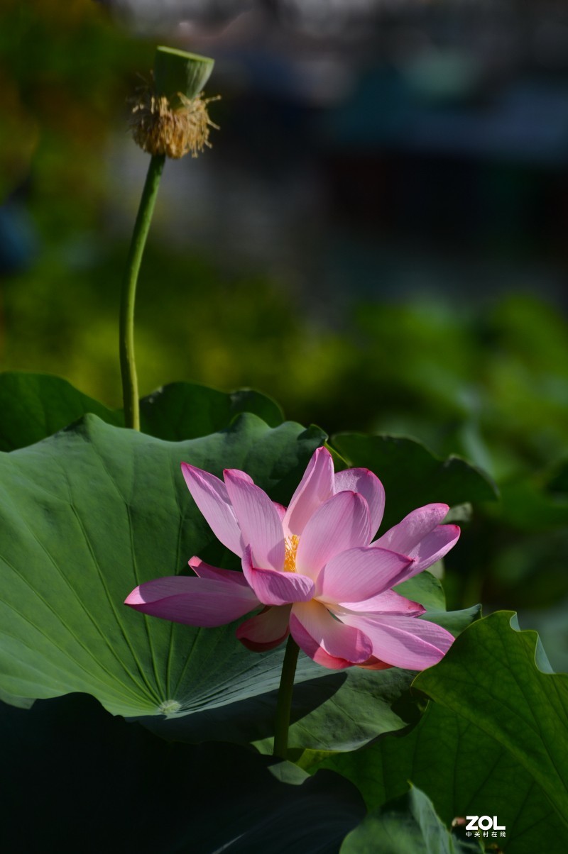 艳艳荷花    与君分享