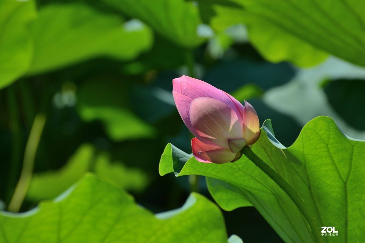 艳艳荷花    与君分享