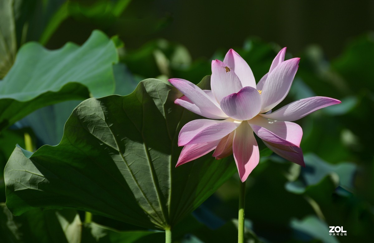 艳艳荷花    与君分享
