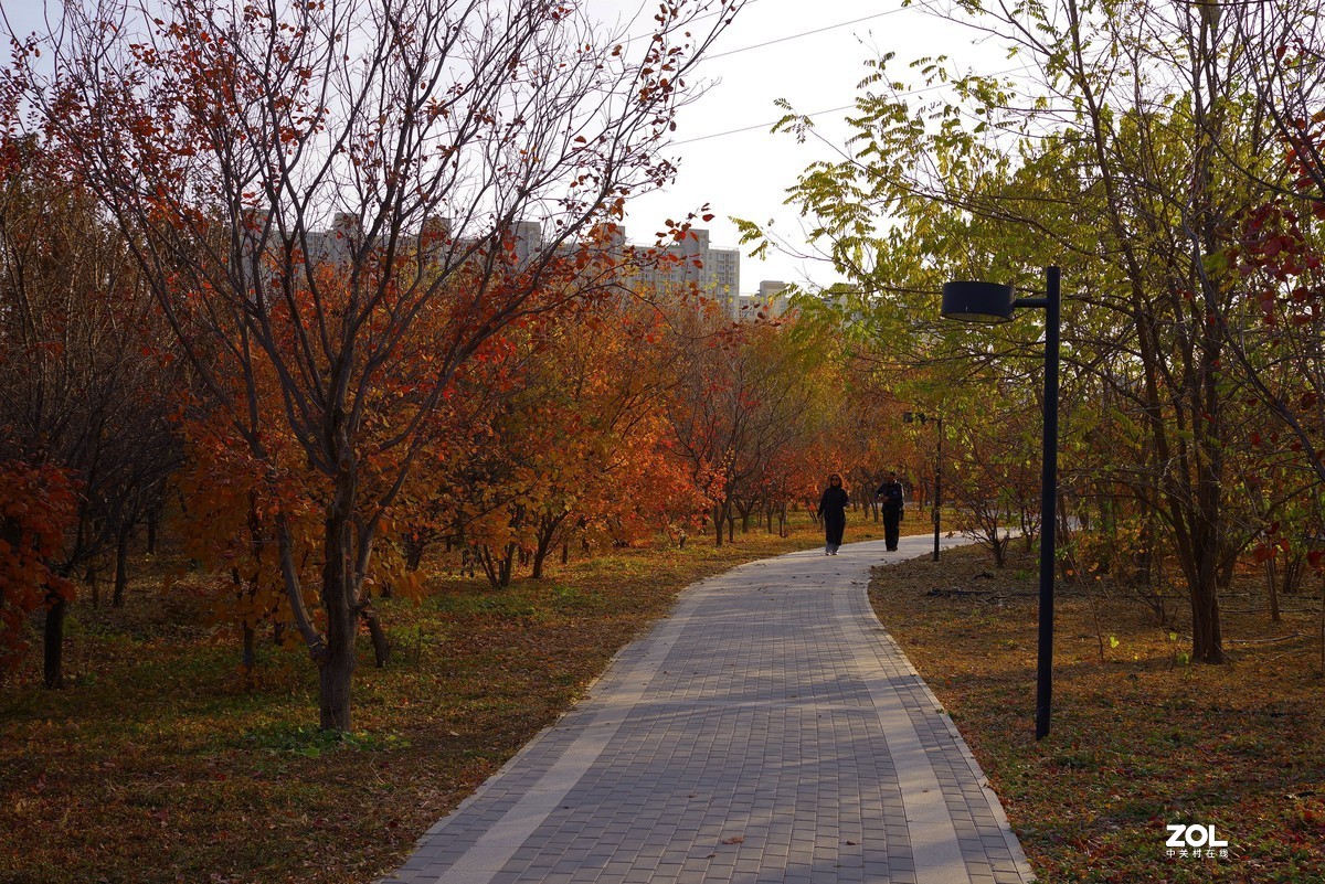 2020 —— 落叶知秋迎冬来