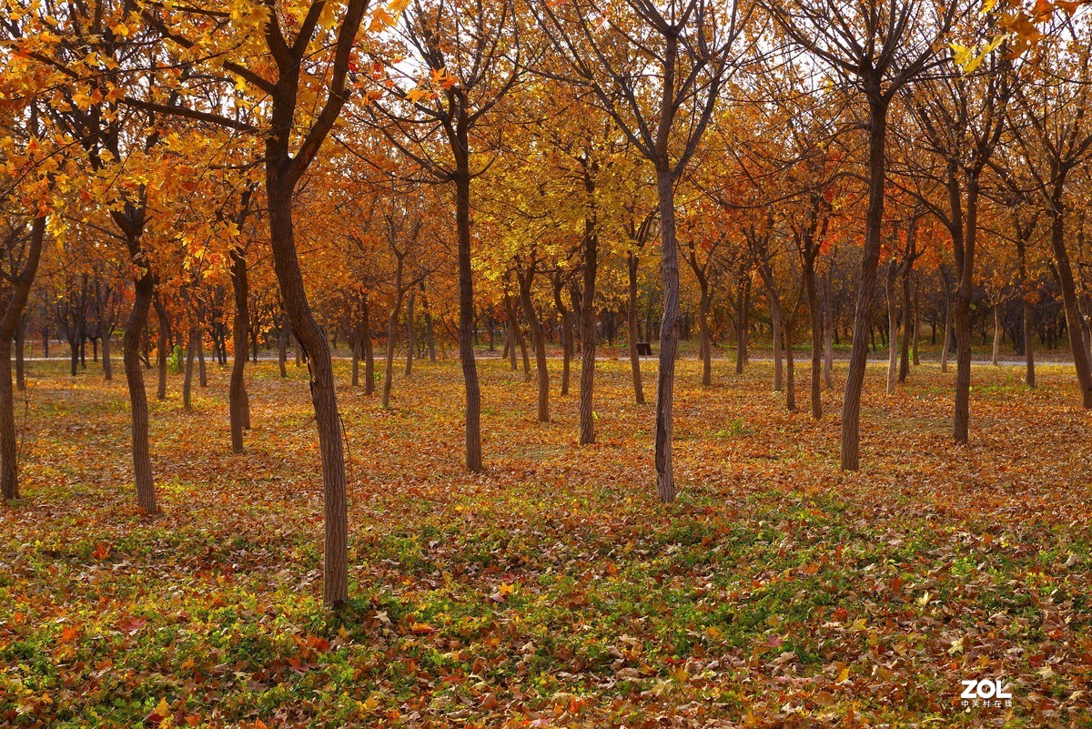 2020 —— 落叶知秋迎冬来