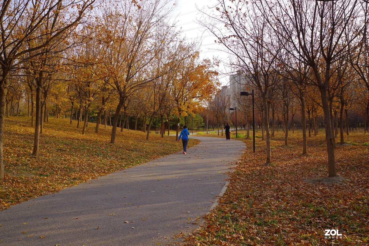 2020 —— 落叶知秋迎冬来