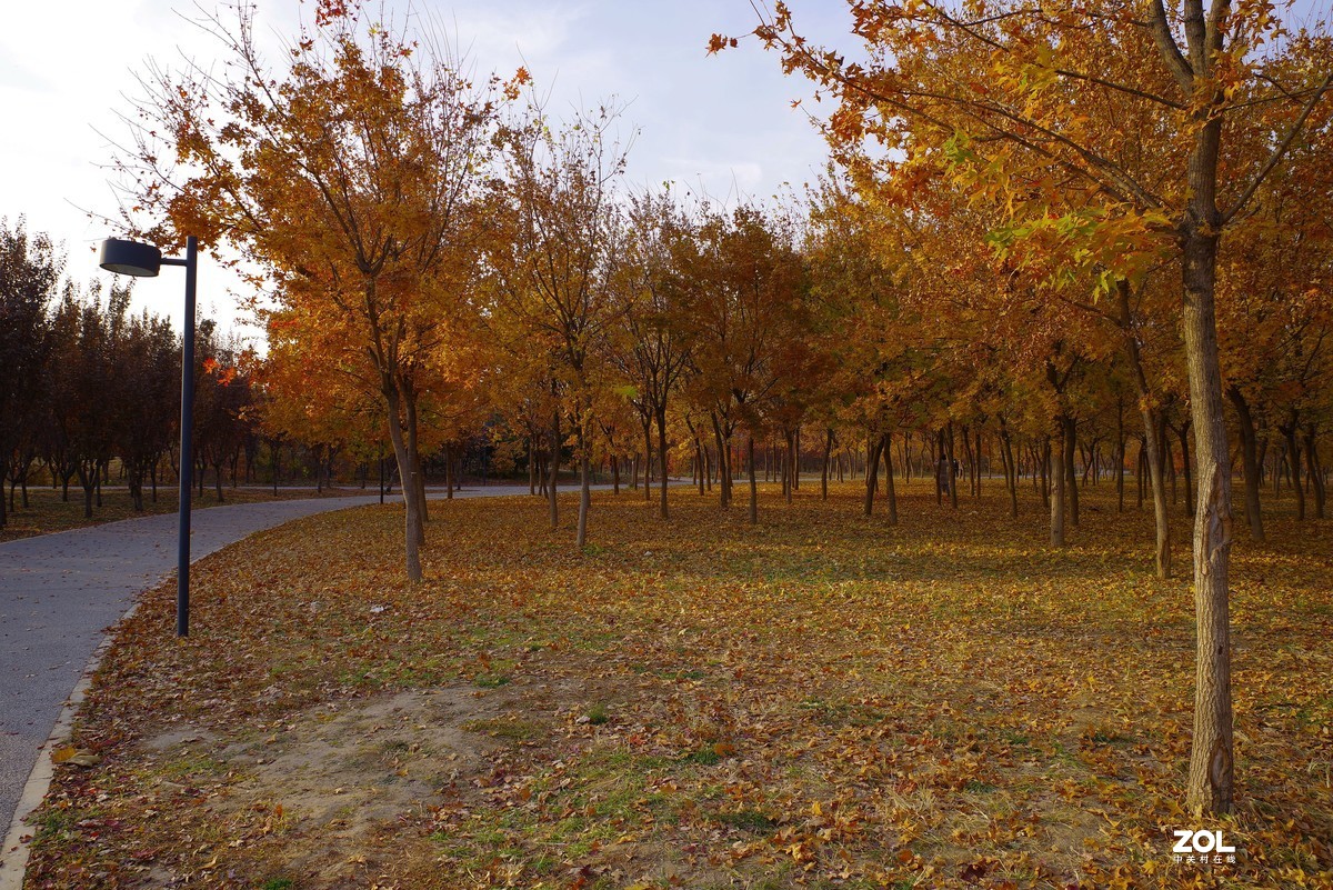 2020 —— 落叶知秋迎冬来