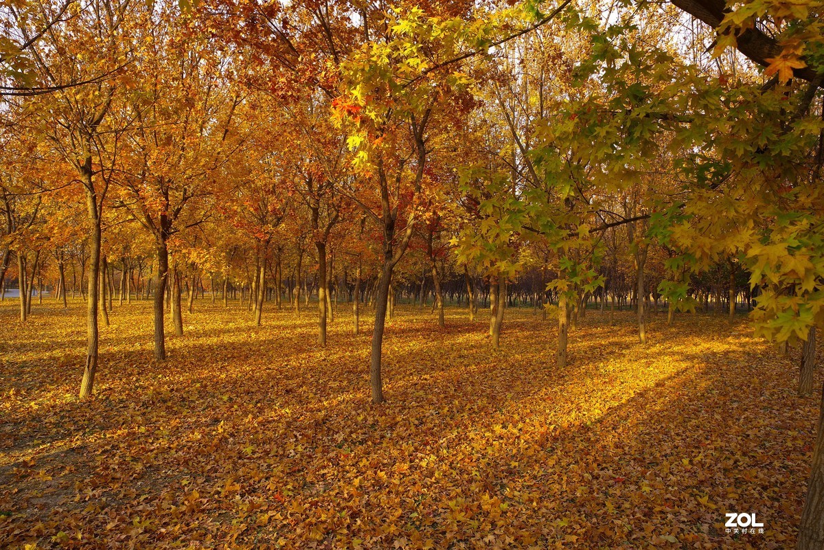 2020 —— 落叶知秋迎冬来