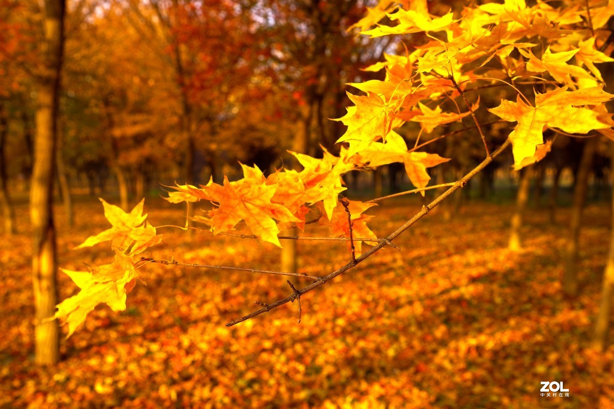 2020 —— 落叶知秋迎冬来