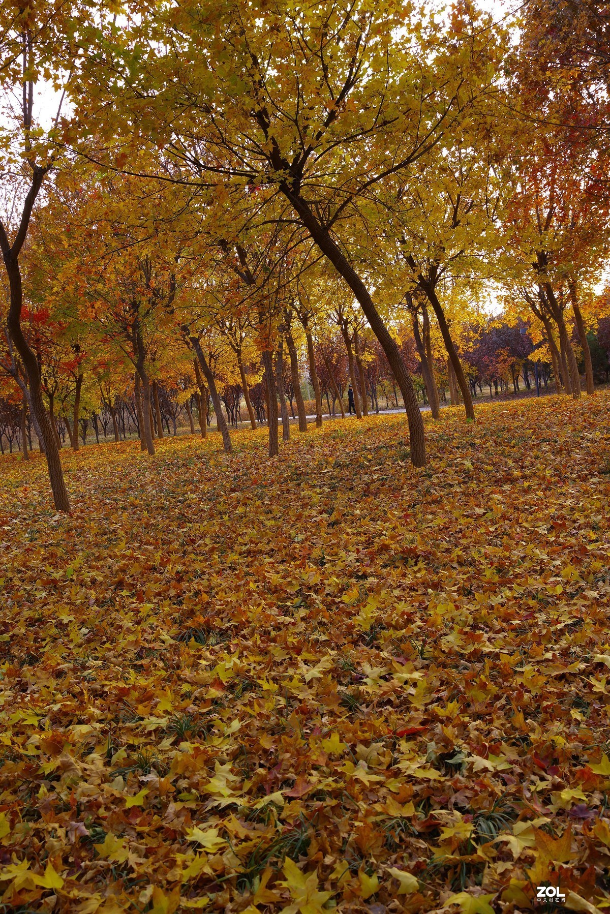 2020 —— 落叶知秋迎冬来