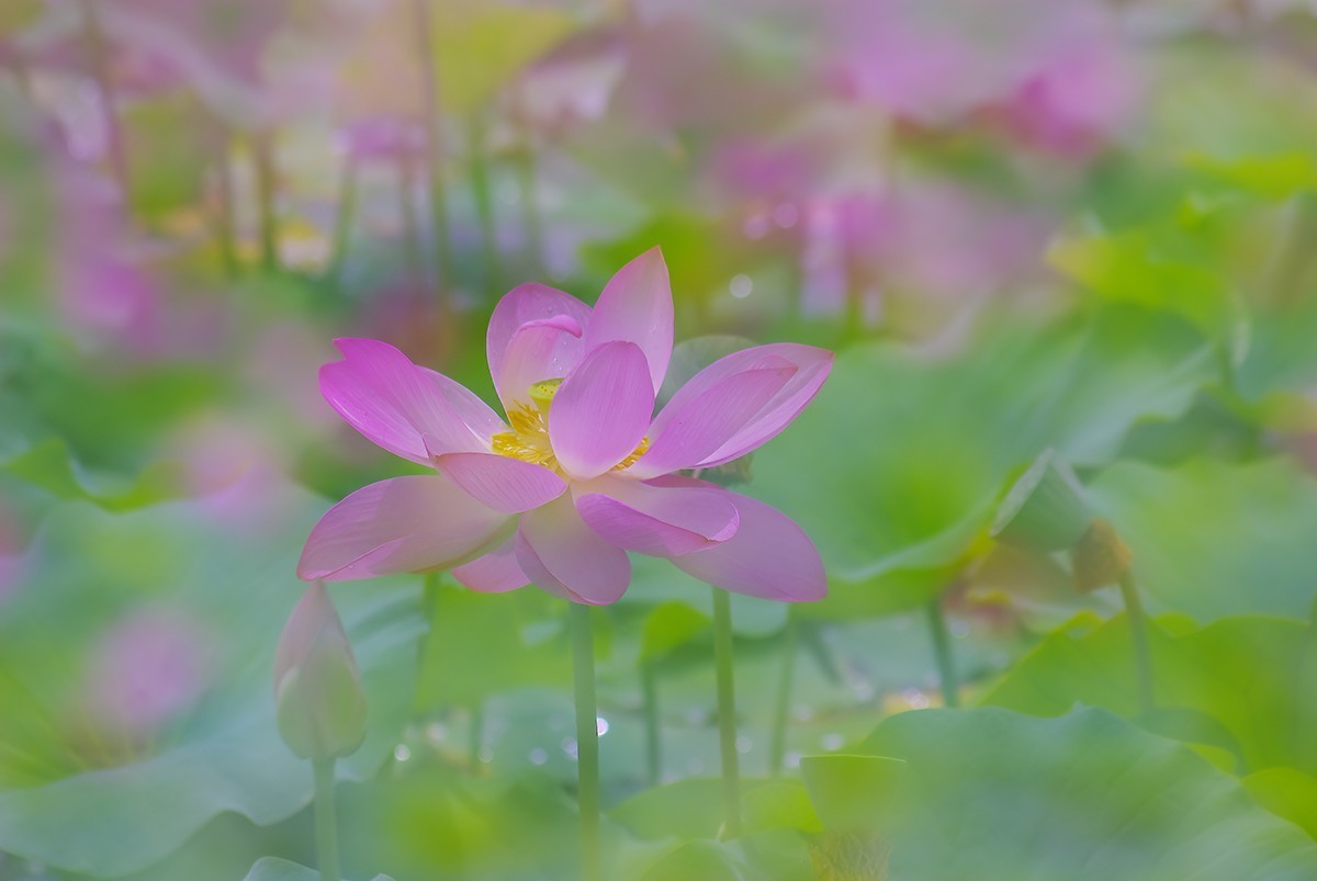 荷花，二次曝光