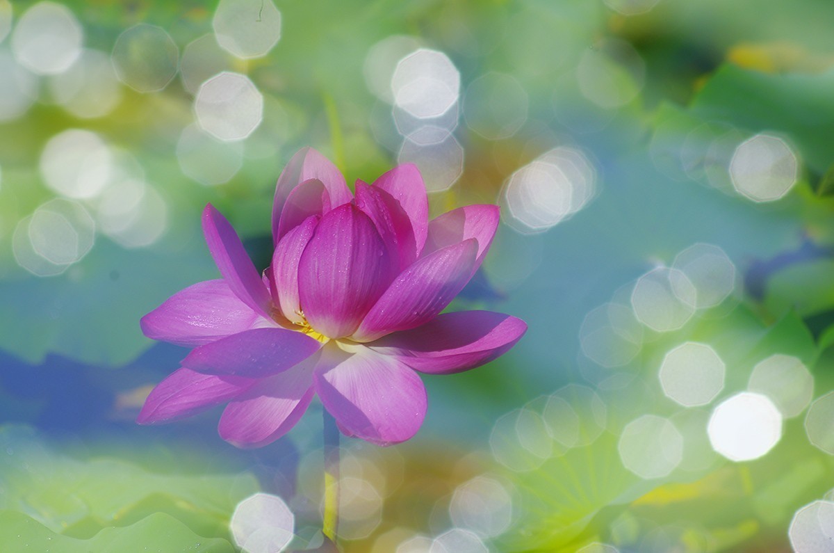 荷花，二次曝光